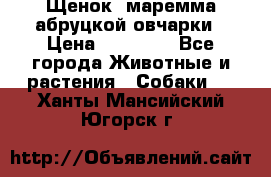 Щенок  маремма абруцкой овчарки › Цена ­ 50 000 - Все города Животные и растения » Собаки   . Ханты-Мансийский,Югорск г.